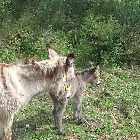 Agriturismo Perucci Di Sopra Farma Scansano