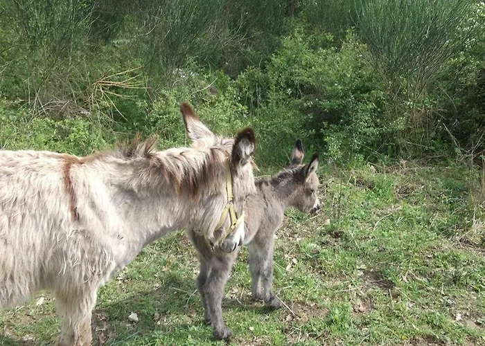 Agriturismo Perucci Di Sopra مزرعة للإقامة سكانسانو